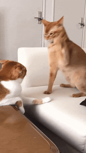 Cat smacking other cat